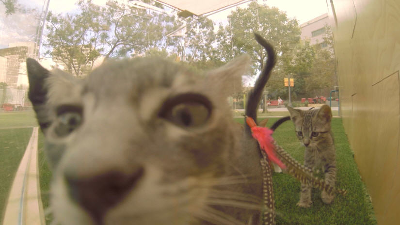 Designing SoulPancake's #KittenTherapy With Set Builder Liam Smith